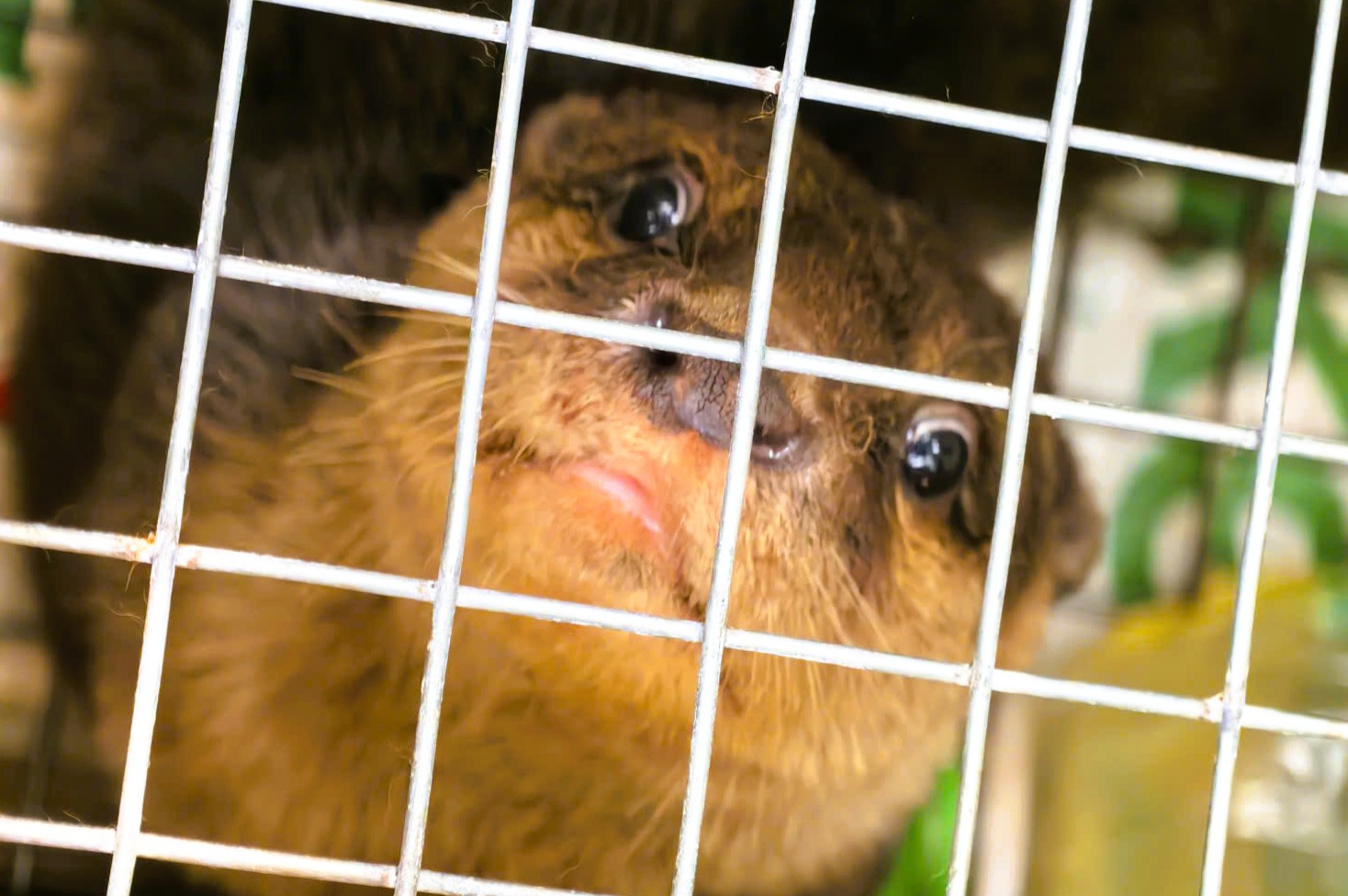 Khởi tố người phụ nữ mang động vật hoang dã quý hiếm từ Quảng Ngãi ra Hà Nội bán- Ảnh 1.