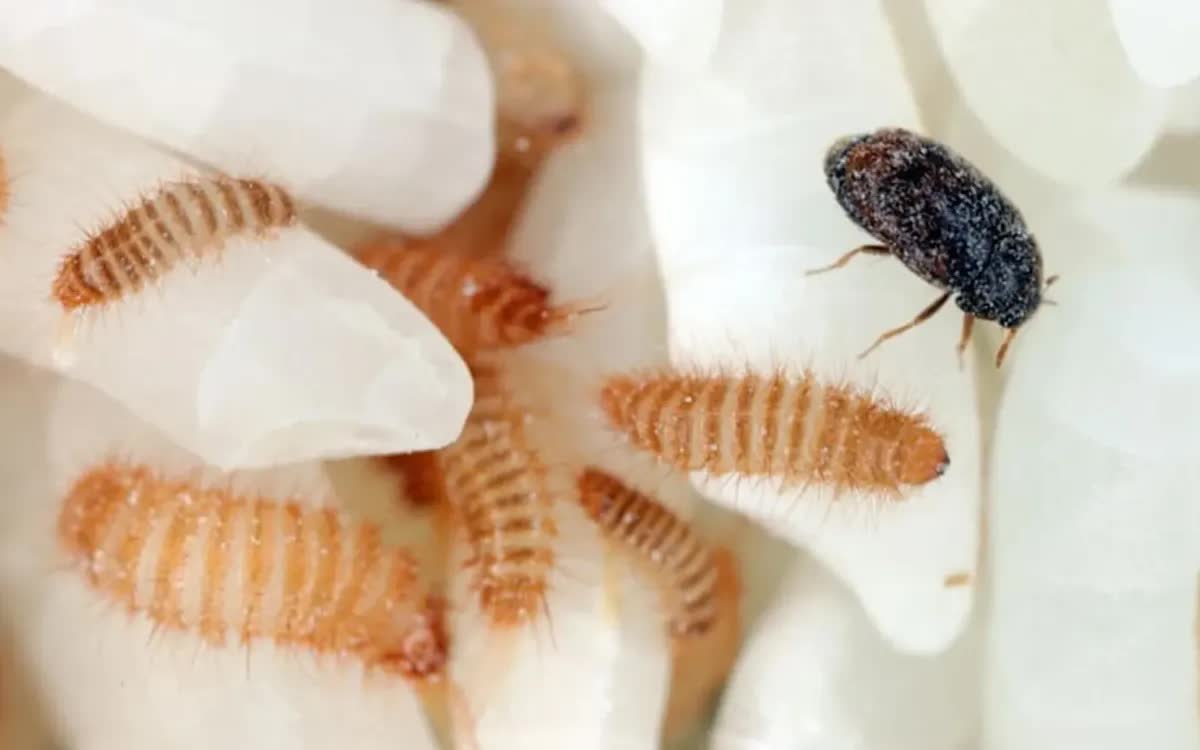 Bọ cánh cứng trong tã nhập khẩu đe dọa ngành ngũ cốc Australia - Ảnh 1.