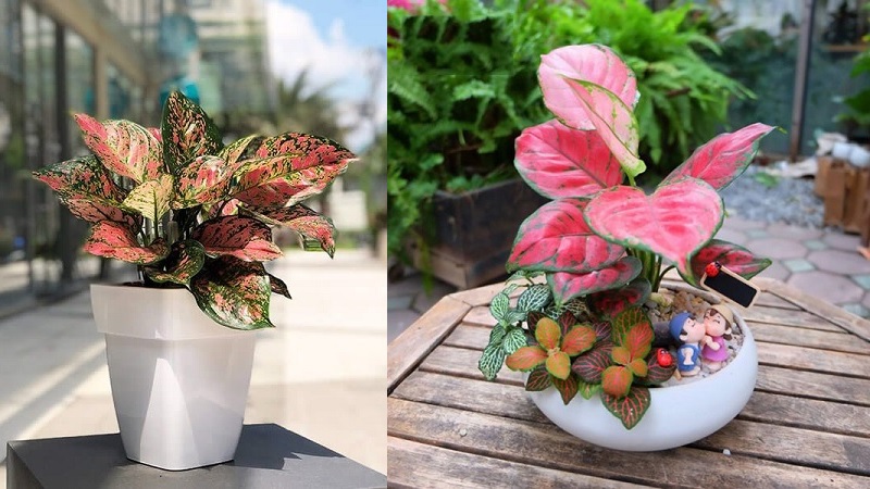 Người xưa truyền lại: Đặt chậu cây ở góc này trong nhà thì tiền bạc lúc nào cũng đầy- Ảnh 4.