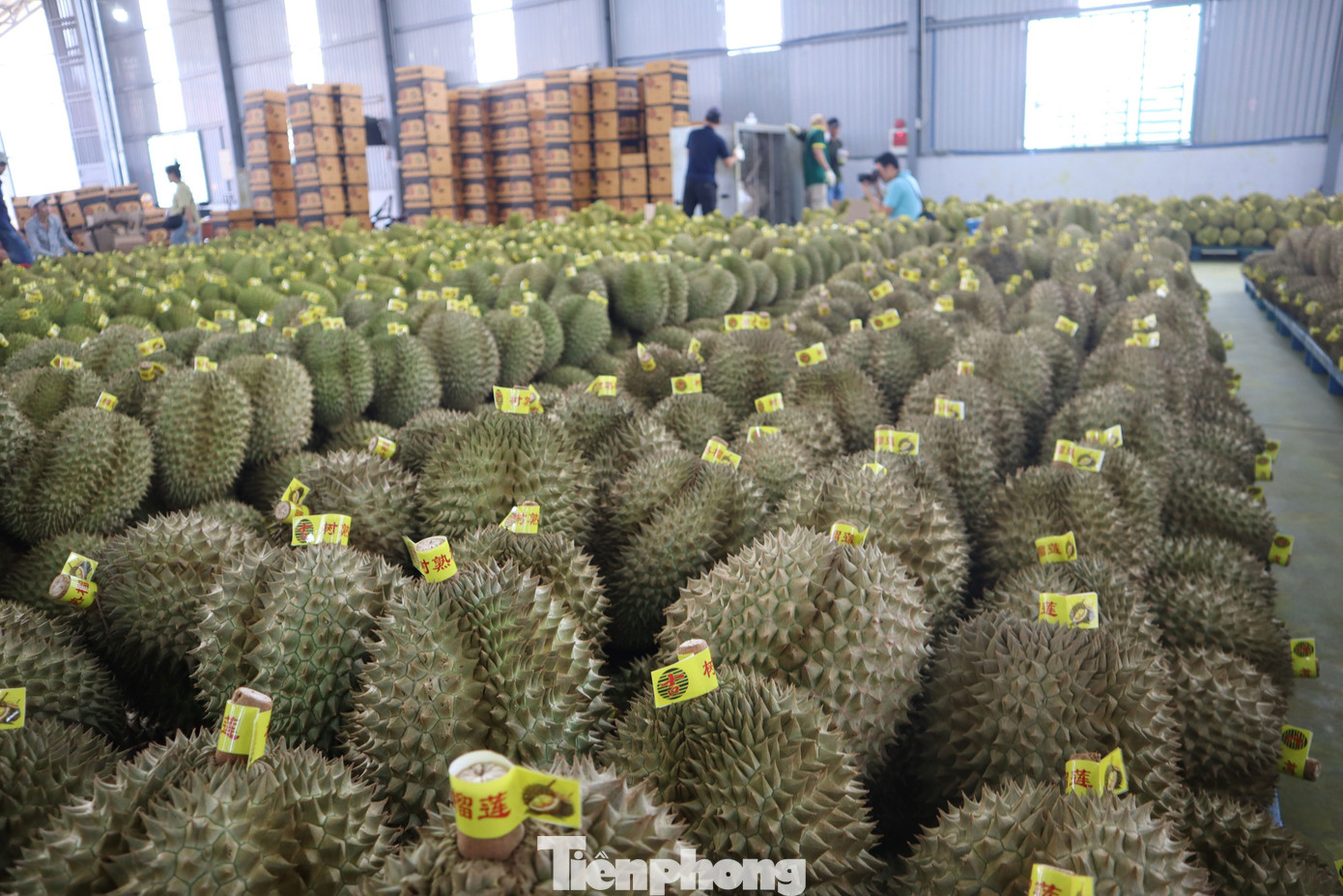Buôn sầu riêng nhanh giàu nhưng dễ 'bay' sổ đỏ - Ảnh 7. Buôn sầu riêng nhanh giàu nhưng dễ 'bay' sổ đỏ - Ảnh 7.