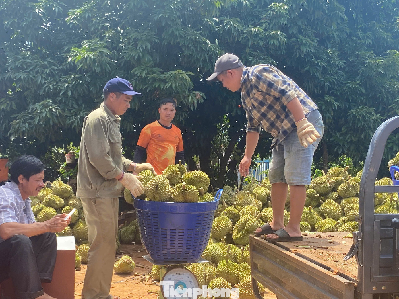Buôn sầu riêng nhanh giàu nhưng dễ 'bay' sổ đỏ - Ảnh 2. Buôn sầu riêng nhanh giàu nhưng dễ 'bay' sổ đỏ - Ảnh 2.