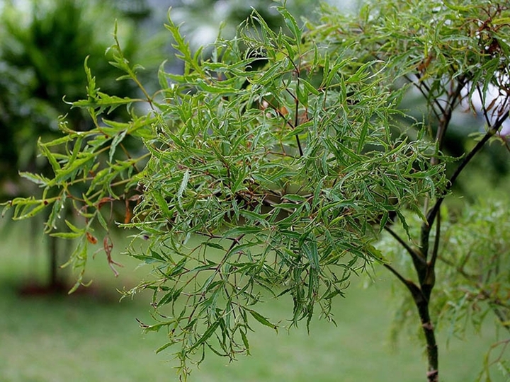 Cây đinh lăng ra hoa có tốt không? Tìm hiểu ảnh hưởng đến chất lượng rễ - Ảnh 1. Cây đinh lăng ra hoa có tốt không? Tìm hiểu ảnh hưởng đến chất lượng rễ - Ảnh 1.