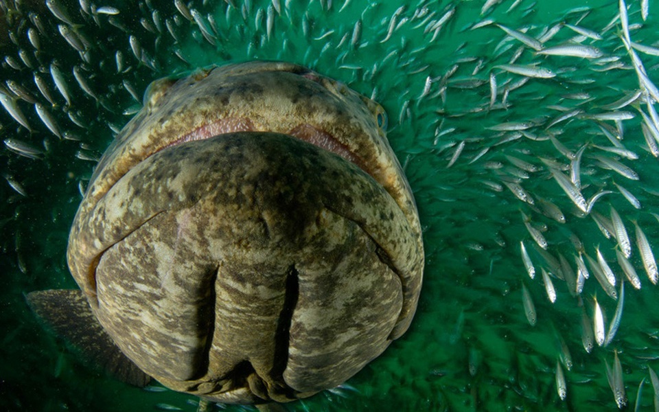 Đau đớn của Lưu Bị vì nhìn lầm 3 vị tướng khiến cơ hội xưng bá thiên hạ rốt cuộc rơi vào tay kẻ khác - Ảnh 4.