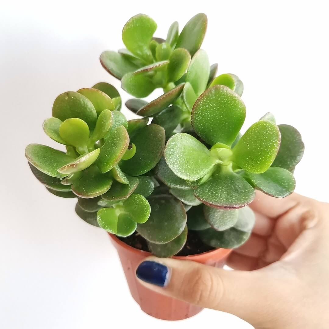 Nhà càng nhỏ càng nên trồng 3 loại cây này – vừa lọc khí vừa hút lộc- Ảnh 2. Nhà càng nhỏ càng nên trồng 3 loại cây này – vừa lọc khí vừa hút lộc- Ảnh 2.
