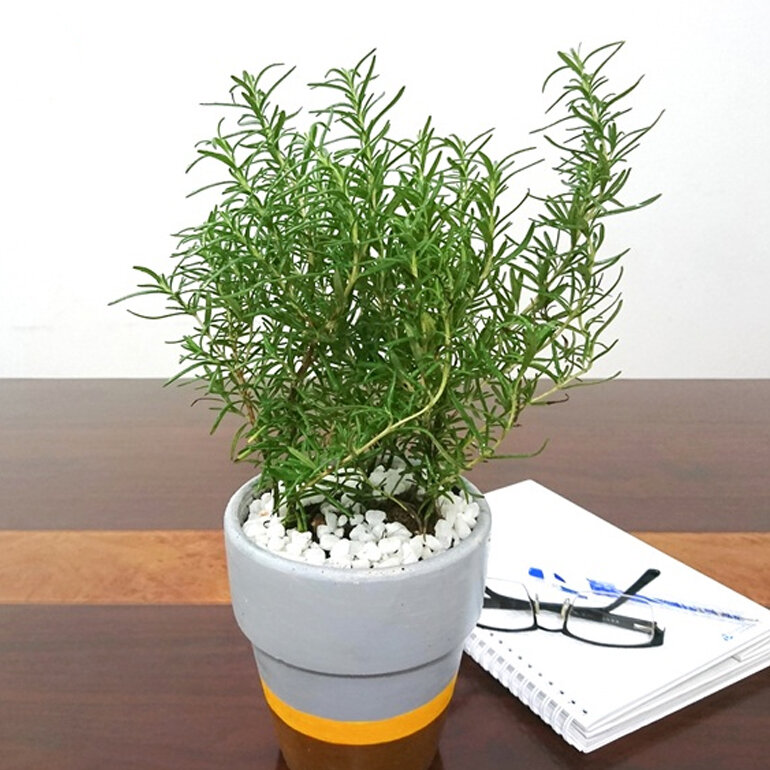 Nhà càng nhỏ càng nên trồng 3 loại cây này – vừa lọc khí vừa hút lộc- Ảnh 3. Nhà càng nhỏ càng nên trồng 3 loại cây này – vừa lọc khí vừa hút lộc- Ảnh 3.
