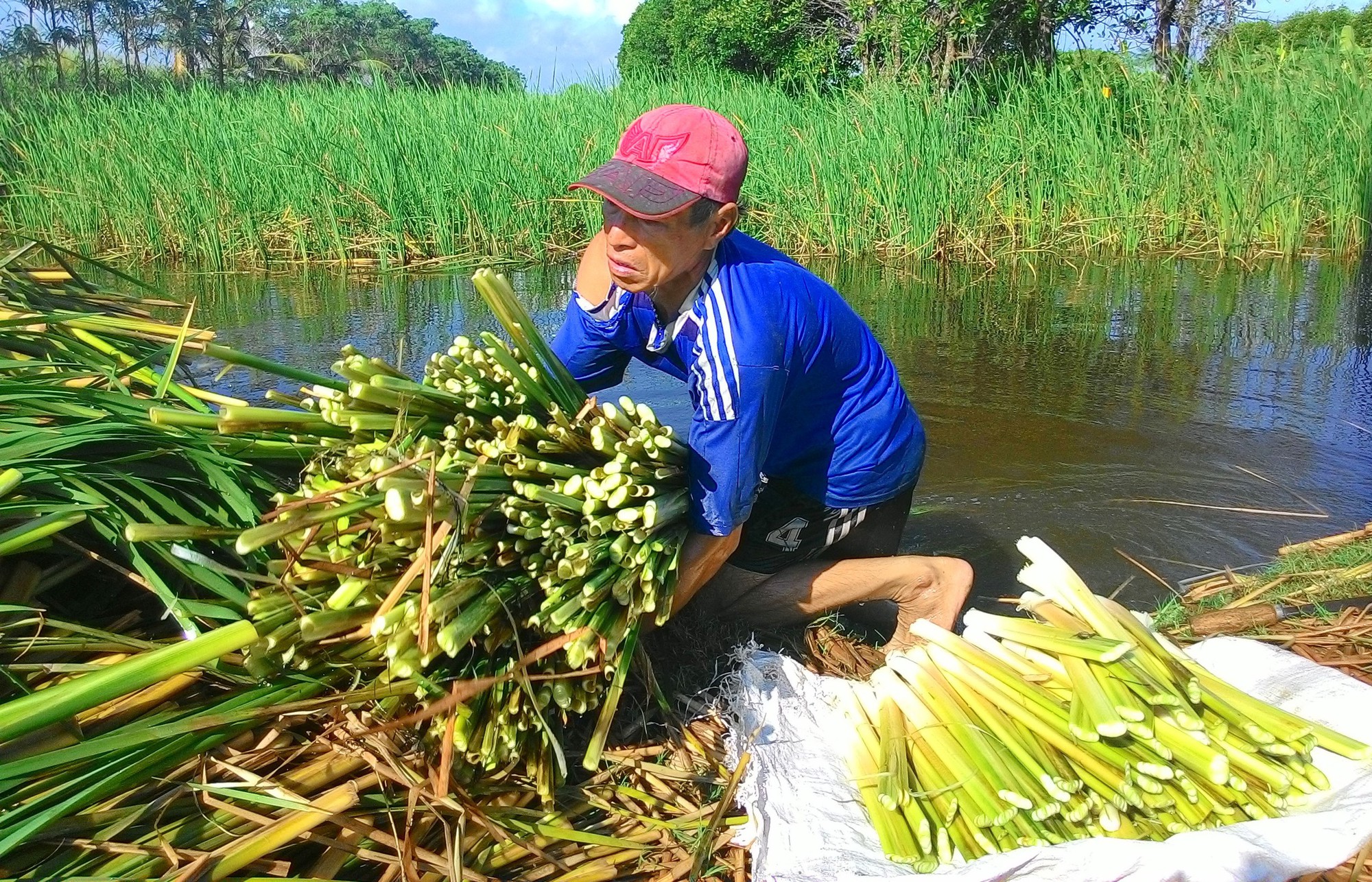 VIDEO: Loài cây mọc hoang trở thành đặc sản Cà Mau giúp nông dân thoát nghèo - Ảnh 5.