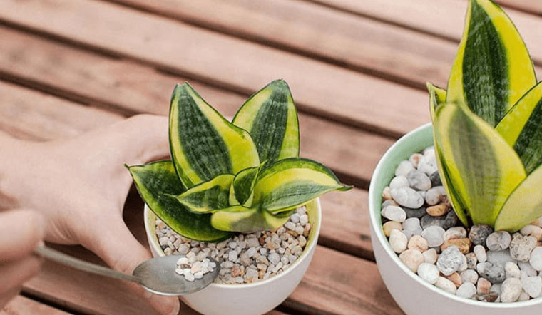 Nhà càng nhỏ càng nên trồng 3 loại cây này – vừa lọc khí vừa hút lộc- Ảnh 1. Nhà càng nhỏ càng nên trồng 3 loại cây này – vừa lọc khí vừa hút lộc- Ảnh 1.