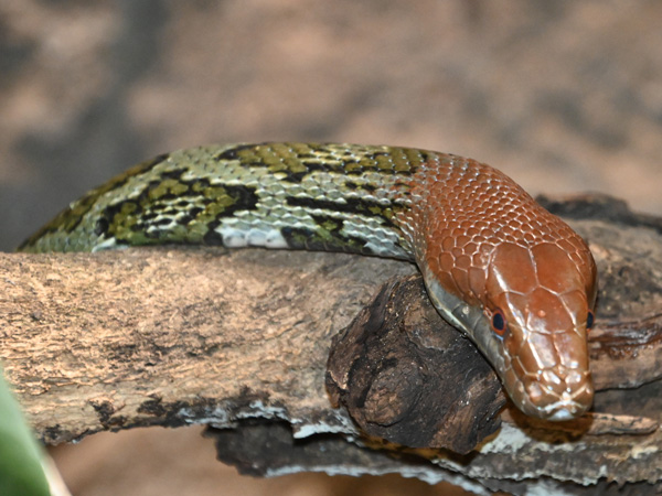 Loài rắn to lớn như trăn ở Việt Nam: Dài tới hơn 2 mét, hàng chục năm khảo sát chỉ gặp được vài cá thể - Ảnh 5.