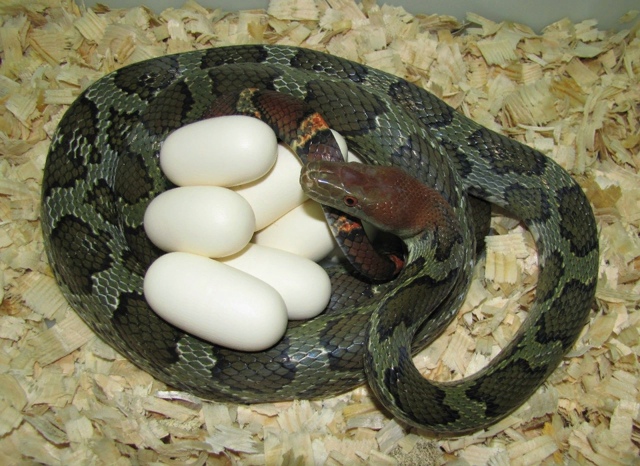 Loài rắn to lớn như trăn ở Việt Nam: Dài tới hơn 2 mét, hàng chục năm khảo sát chỉ gặp được vài cá thể - Ảnh 4.