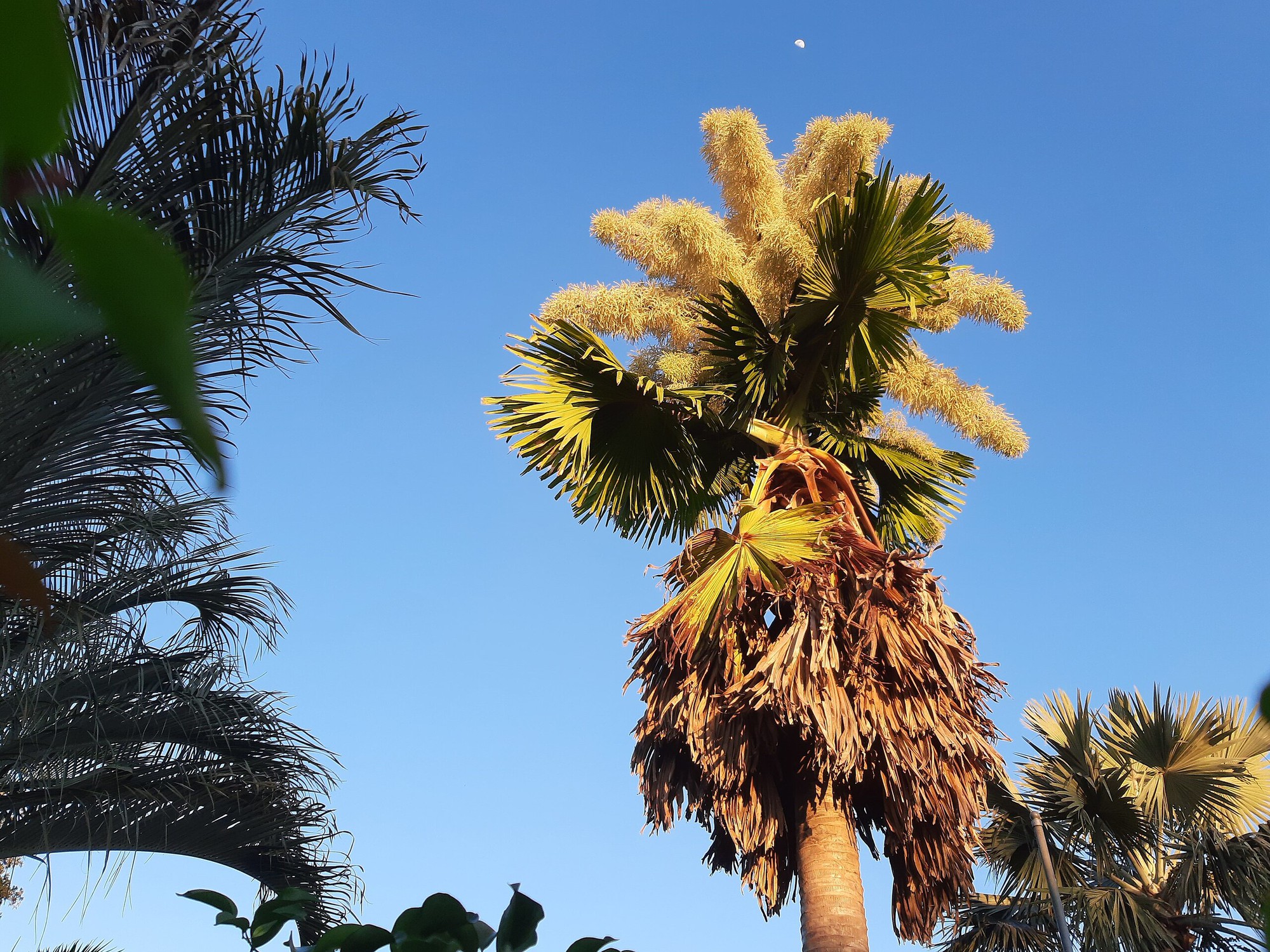 Loài cây quý hiếm bậc nhất thế giới, chỉ nở hoa 1 lần duy nhất rồi "tự tử"- Ảnh 3.