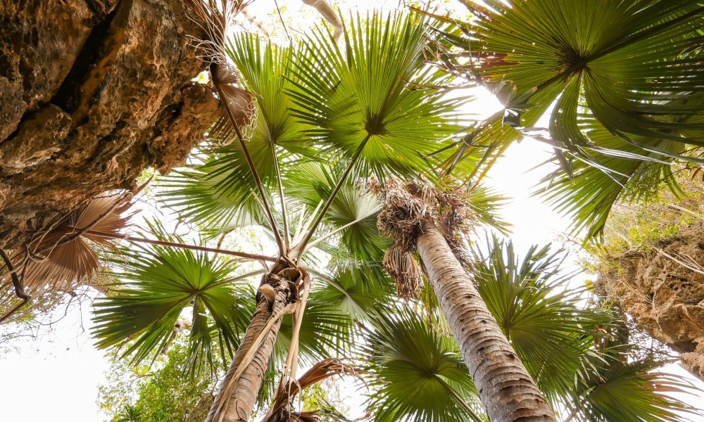 Loài cây quý hiếm bậc nhất thế giới, chỉ nở hoa 1 lần duy nhất rồi "tự tử"- Ảnh 1.