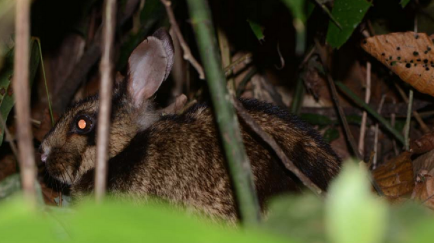 Từng bị coi là rác, một loại vỏ quả Việt Nam nay hóa thành “mỏ vàng” giúp doanh nghiệp thu tiền tỷ mỗi năm- Ảnh 2.