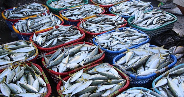 Cá bị ướp urê, hàn the thường có 6 đặc điểm này: Bán rẻ tới mấy cũng chớ mua về ăn