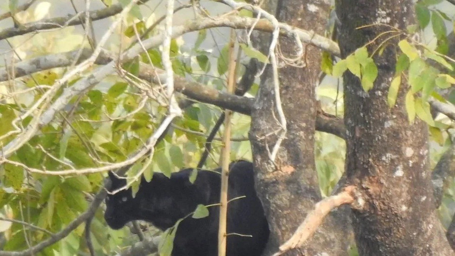 Bắt gặp báo đen hiếm ở chân núi Hymalaya khiến giới khoa học sửng sốt- Ảnh 1.