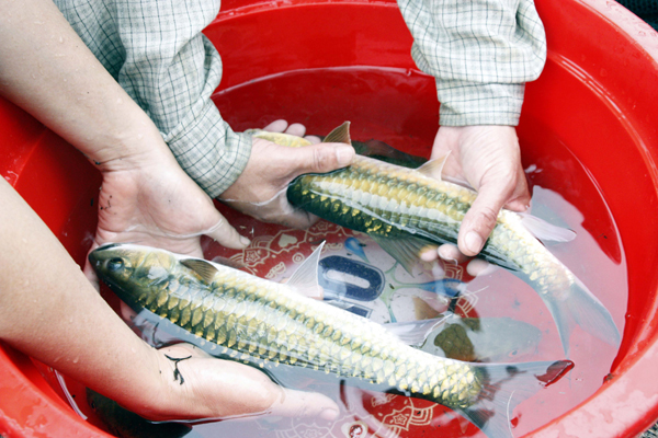 Báu vật ở dòng sông Nho Quế: Loại cá cả thế giới chỉ Việt Nam có đang đứng trước nguy cơ biến mất- Ảnh 1. Báu vật ở dòng sông Nho Quế: Loại cá cả thế giới chỉ Việt Nam có đang đứng trước nguy cơ biến mất- Ảnh 1.