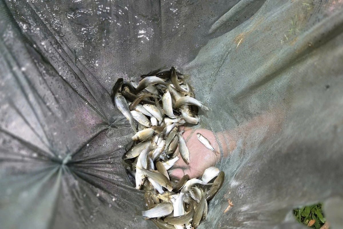 Báu vật trên sông Mã: Mệnh danh “Ngũ quý hà thuỷ”, từng được tiến Vua giờ thành “báu vật” sinh kế- Ảnh 1.