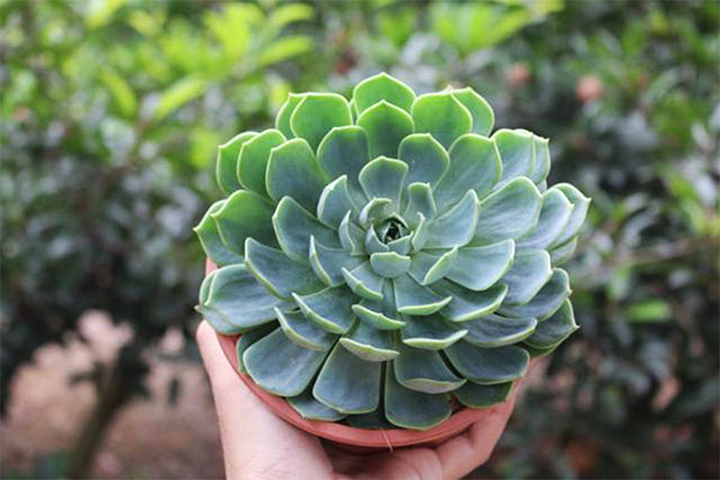 Những cây phong thủy hợp với người tuổi Tỵ- Ảnh 2. Những cây phong thủy hợp với người tuổi Tỵ- Ảnh 2.