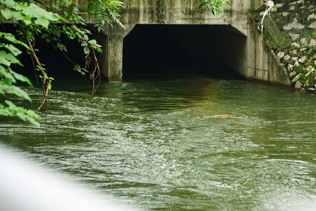 Hồ Tây từng xả lượng nước 'dữ dội' đến mức nào mà khi đó vẫn không cứu được sông Tô Lịch?- Ảnh 1. Hồ Tây từng xả lượng nước 'dữ dội' đến mức nào mà khi đó vẫn không cứu được sông Tô Lịch?- Ảnh 1.