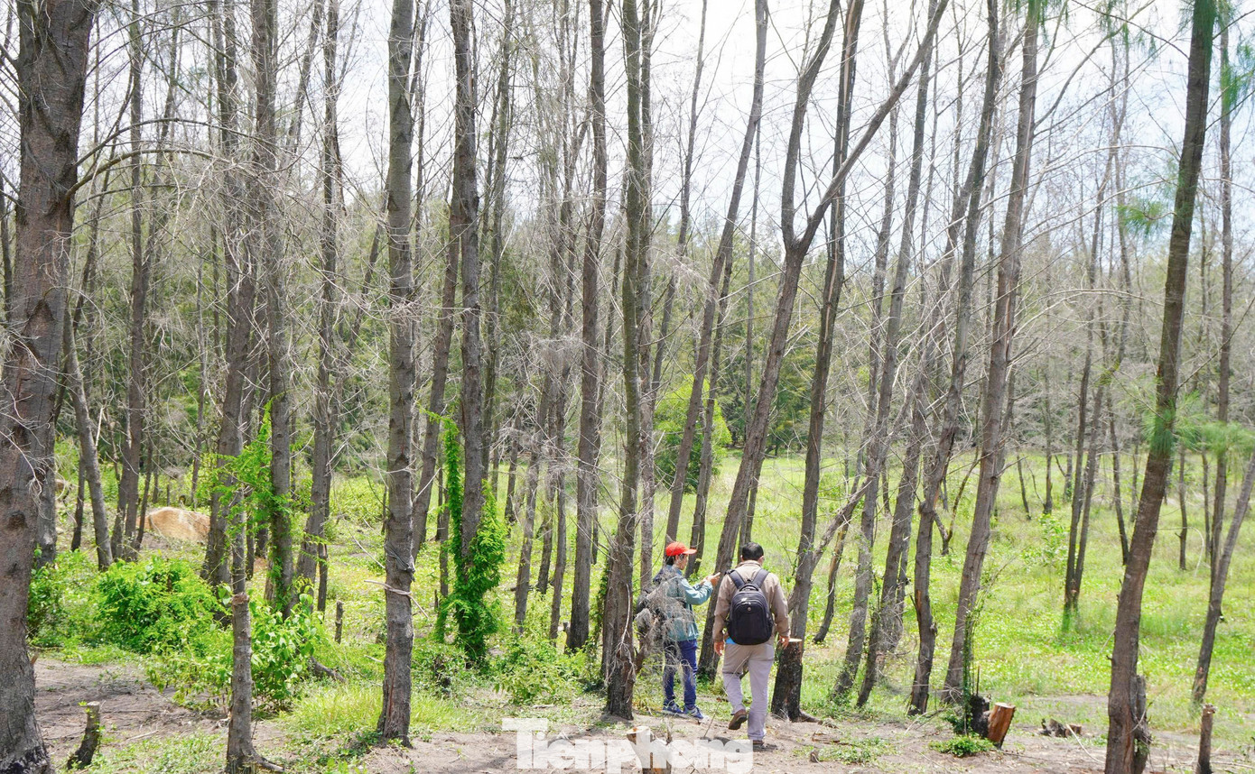 'Lá chắn xanh' bên tuyến đường biển ở Gia Lai đang chết khô- Ảnh 15.