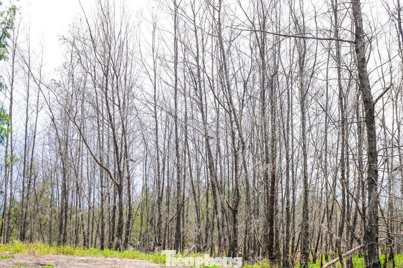 'Lá chắn xanh' bên tuyến đường biển ở Gia Lai đang chết khô- Ảnh 7.