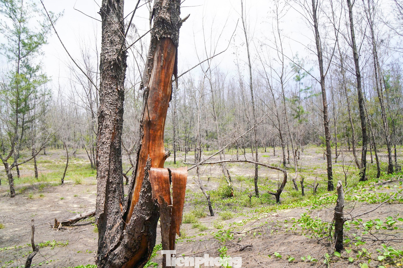 'Lá chắn xanh' bên tuyến đường biển ở Gia Lai đang chết khô- Ảnh 10.