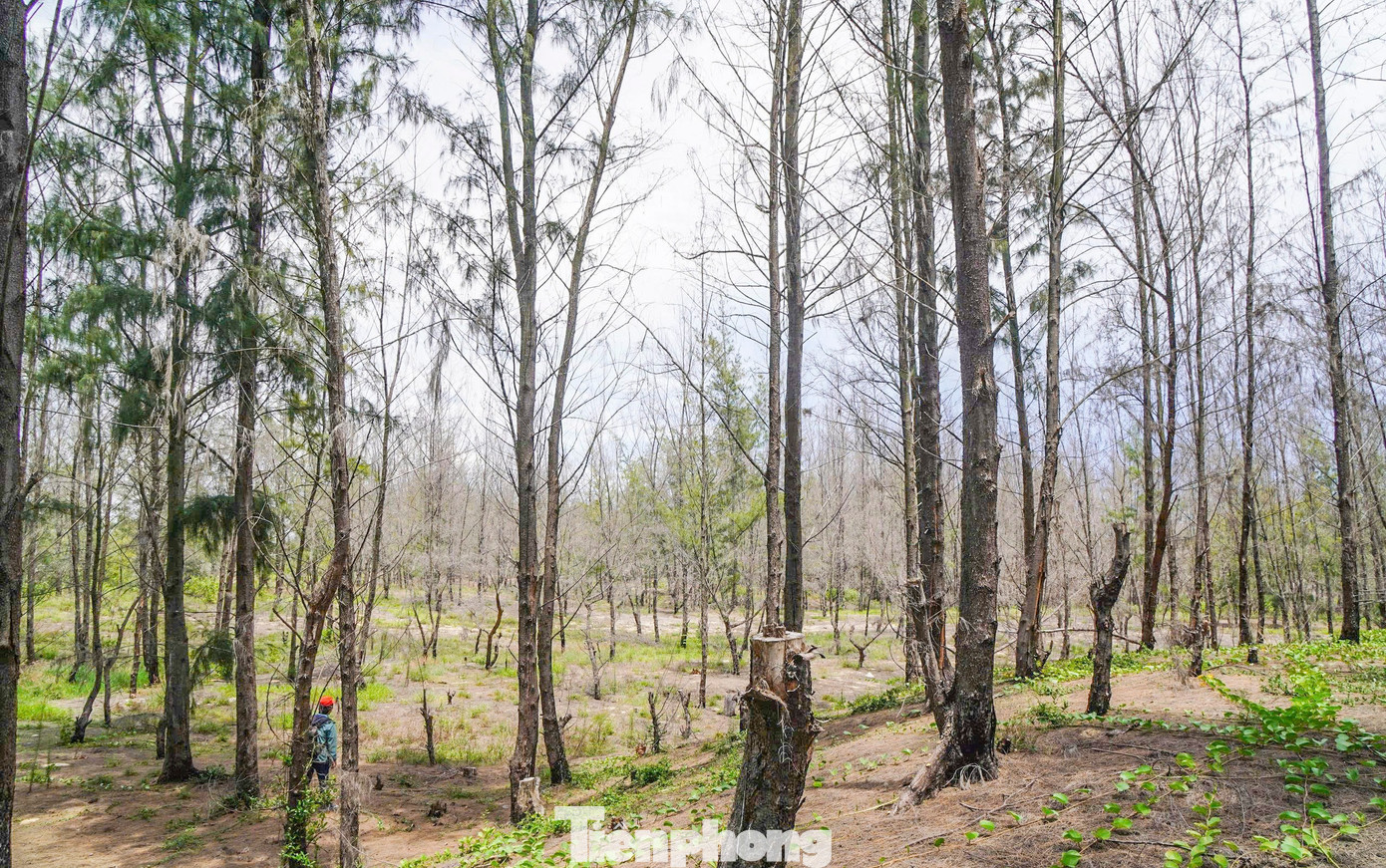 'Lá chắn xanh' bên tuyến đường biển ở Gia Lai đang chết khô- Ảnh 4.