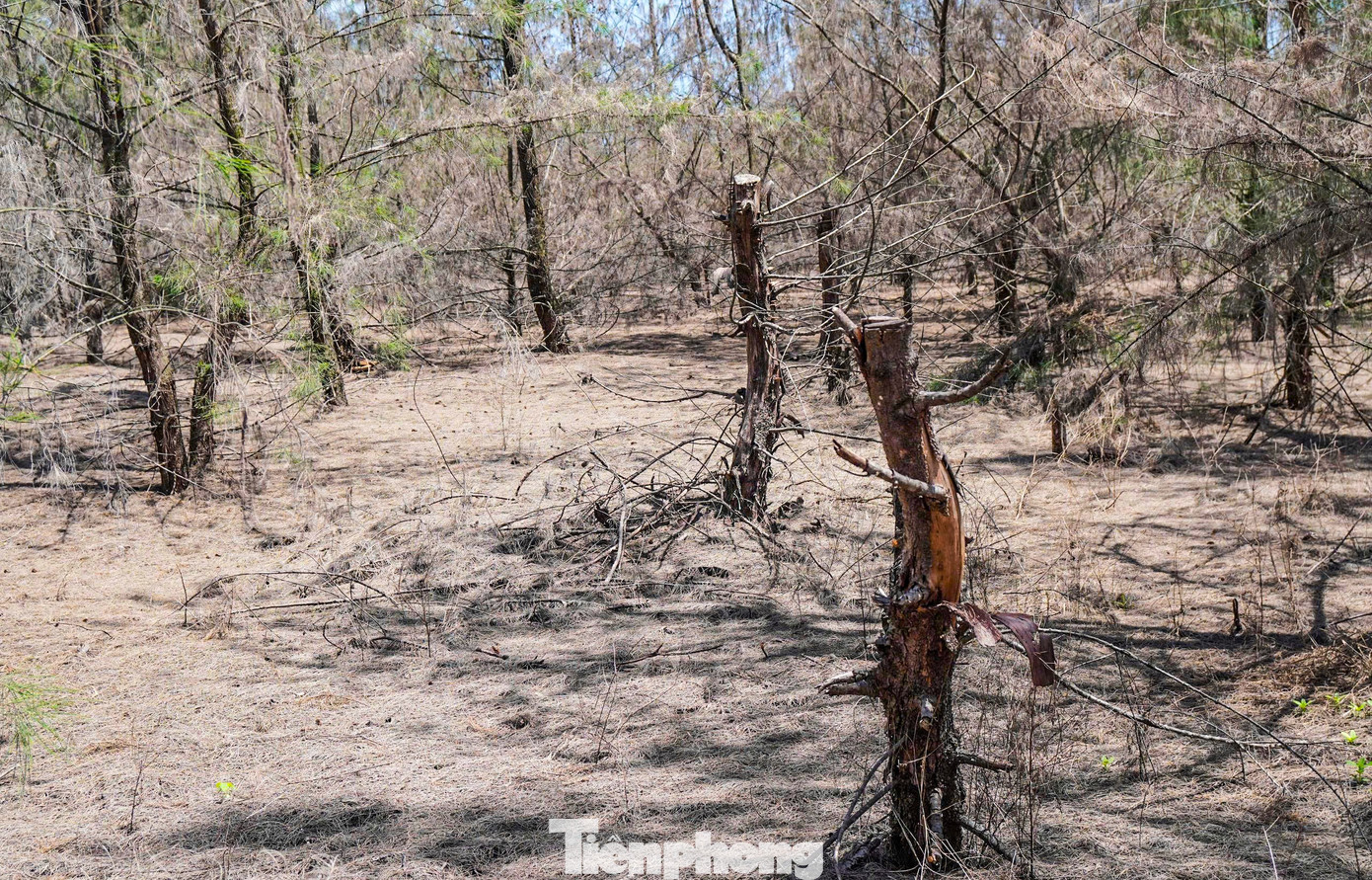 'Lá chắn xanh' bên tuyến đường biển ở Gia Lai đang chết khô- Ảnh 9.