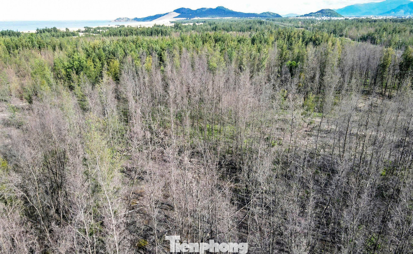 'Lá chắn xanh' bên tuyến đường biển ở Gia Lai đang chết khô- Ảnh 17.