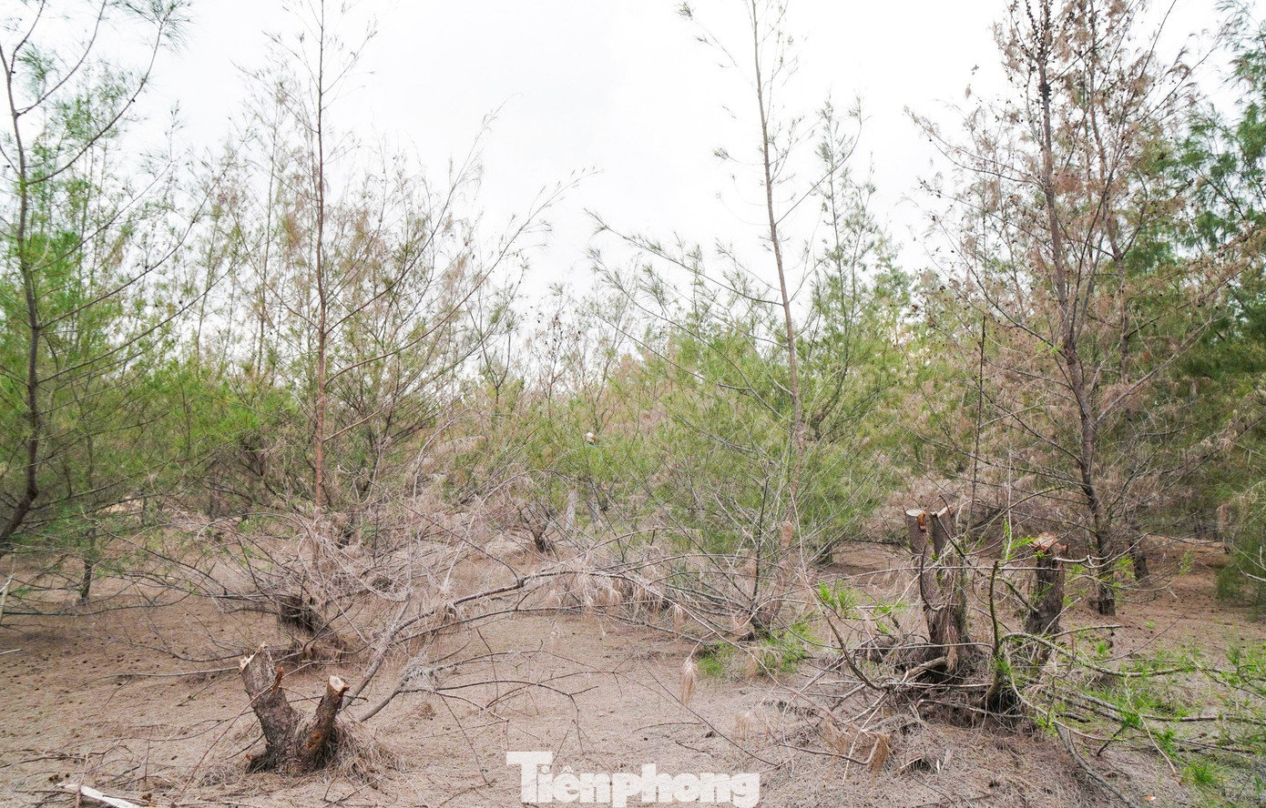 'Lá chắn xanh' bên tuyến đường biển ở Gia Lai đang chết khô- Ảnh 18.