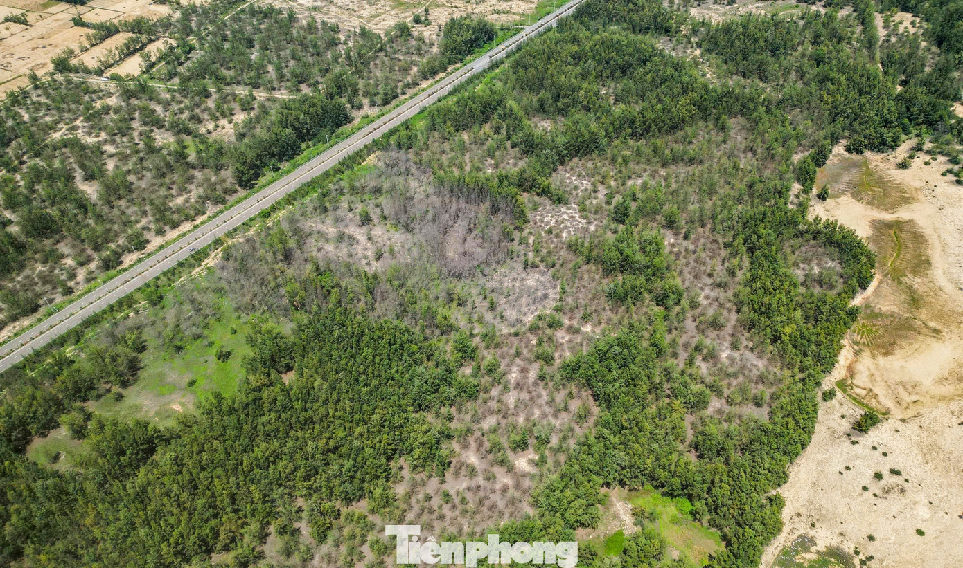 'Lá chắn xanh' bên tuyến đường biển ở Gia Lai đang chết khô- Ảnh 1.