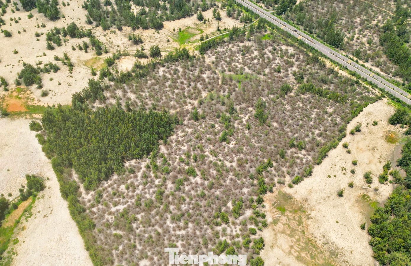 'Lá chắn xanh' bên tuyến đường biển ở Gia Lai đang chết khô- Ảnh 3.