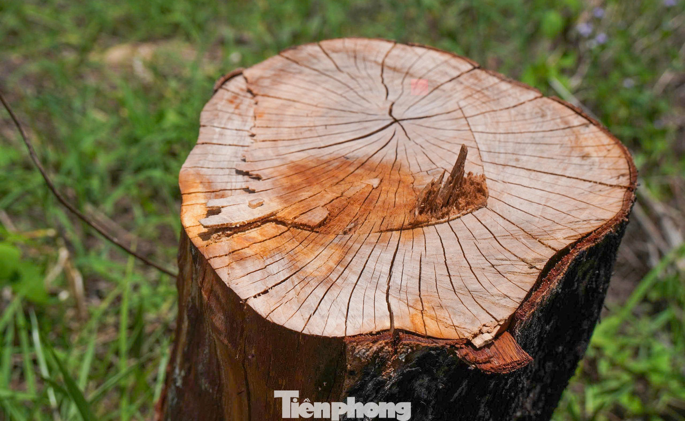 'Lá chắn xanh' bên tuyến đường biển ở Gia Lai đang chết khô- Ảnh 13.