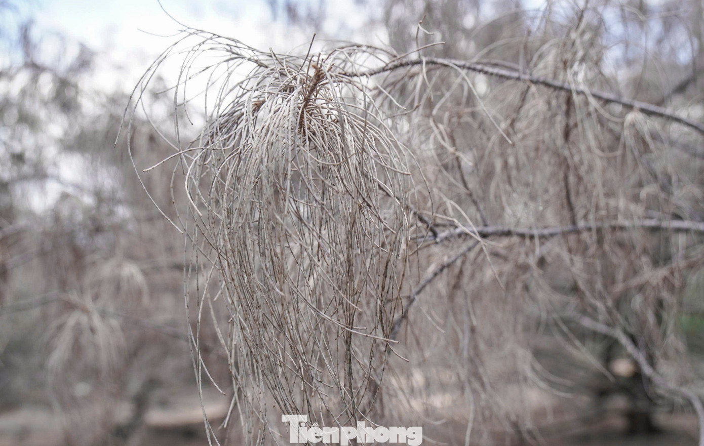 'Lá chắn xanh' bên tuyến đường biển ở Gia Lai đang chết khô- Ảnh 16.