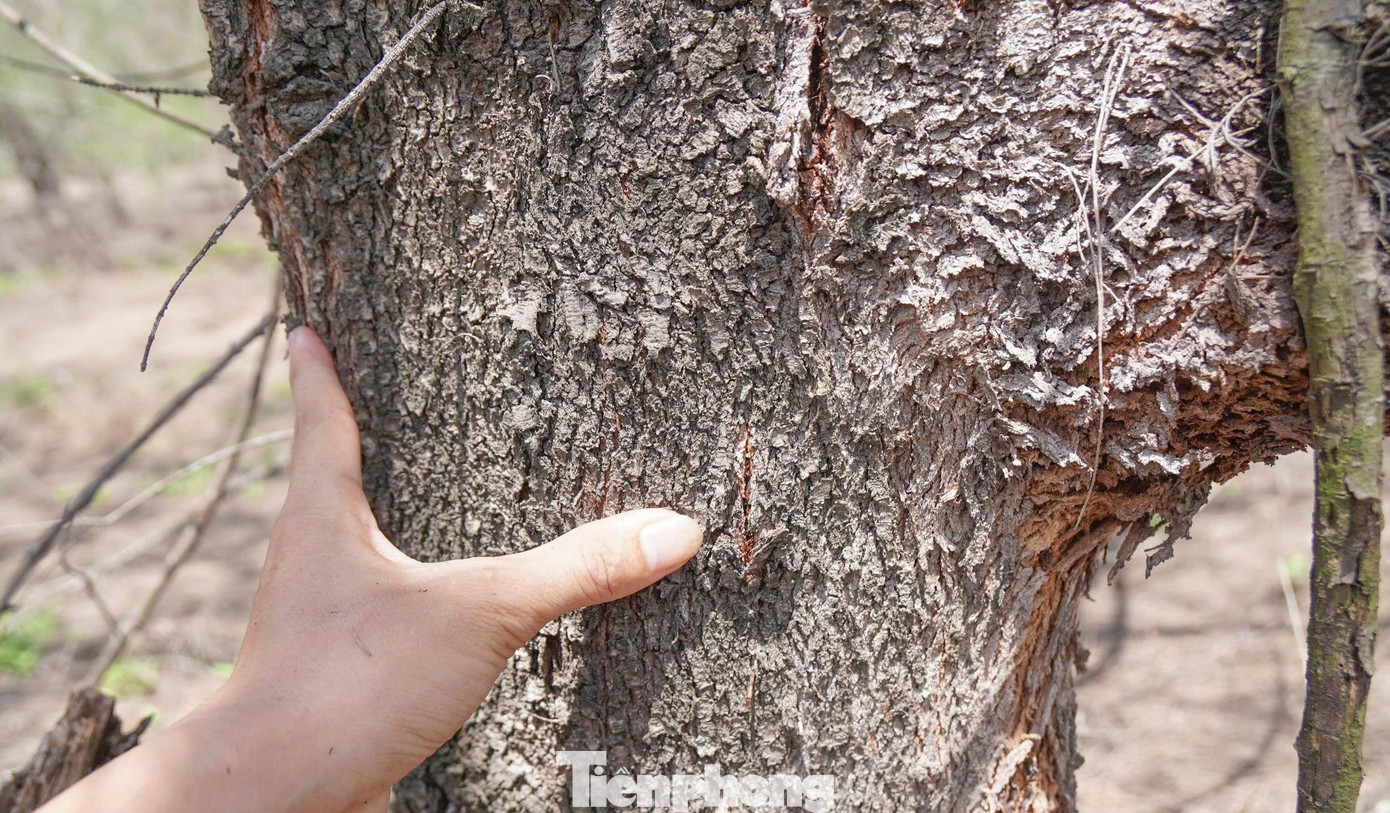 'Lá chắn xanh' bên tuyến đường biển ở Gia Lai đang chết khô- Ảnh 11.
