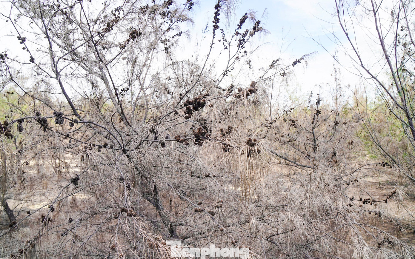 'Lá chắn xanh' bên tuyến đường biển ở Gia Lai đang chết khô- Ảnh 8.