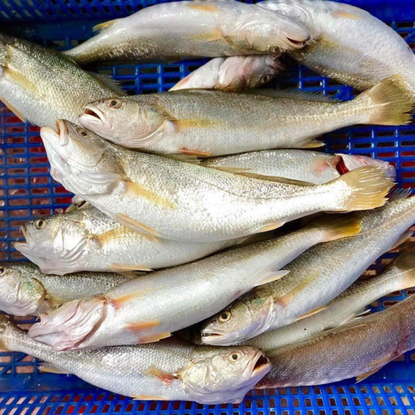 Người sành sỏi thấy 3 loại cá này là mua ngay: Toàn là cá tự nhiên, nấu món ăn vừa ngon, bổ dưỡng lại rẻ- Ảnh 1. Người sành sỏi thấy 3 loại cá này là mua ngay: Toàn là cá tự nhiên, nấu món ăn vừa ngon, bổ dưỡng lại rẻ- Ảnh 1.