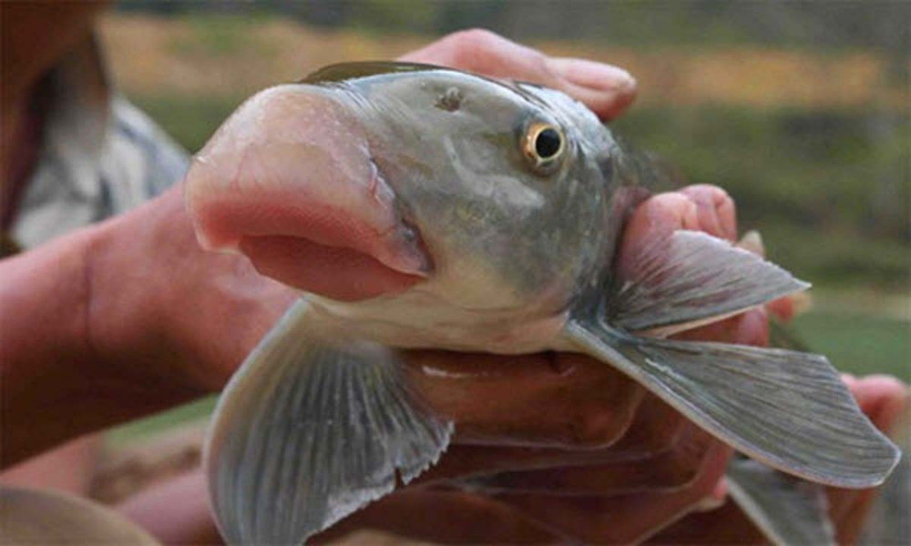 Việt Nam sở hữu loại cá quý hiếm được mệnh danh là “báu vật ” dưới nước: Thế giới chỉ 2 quốc gia có- Ảnh 1. Việt Nam sở hữu loại cá quý hiếm được mệnh danh là “báu vật ” dưới nước: Thế giới chỉ 2 quốc gia có- Ảnh 1.