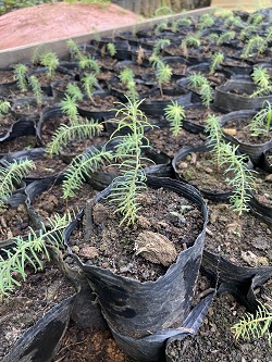 Trên đỉnh Fansipan có một “báu vật” gần 350 tuổi, chỉ Việt Nam có- Ảnh 1. Trên đỉnh Fansipan có một “báu vật” gần 350 tuổi, chỉ Việt Nam có- Ảnh 1.