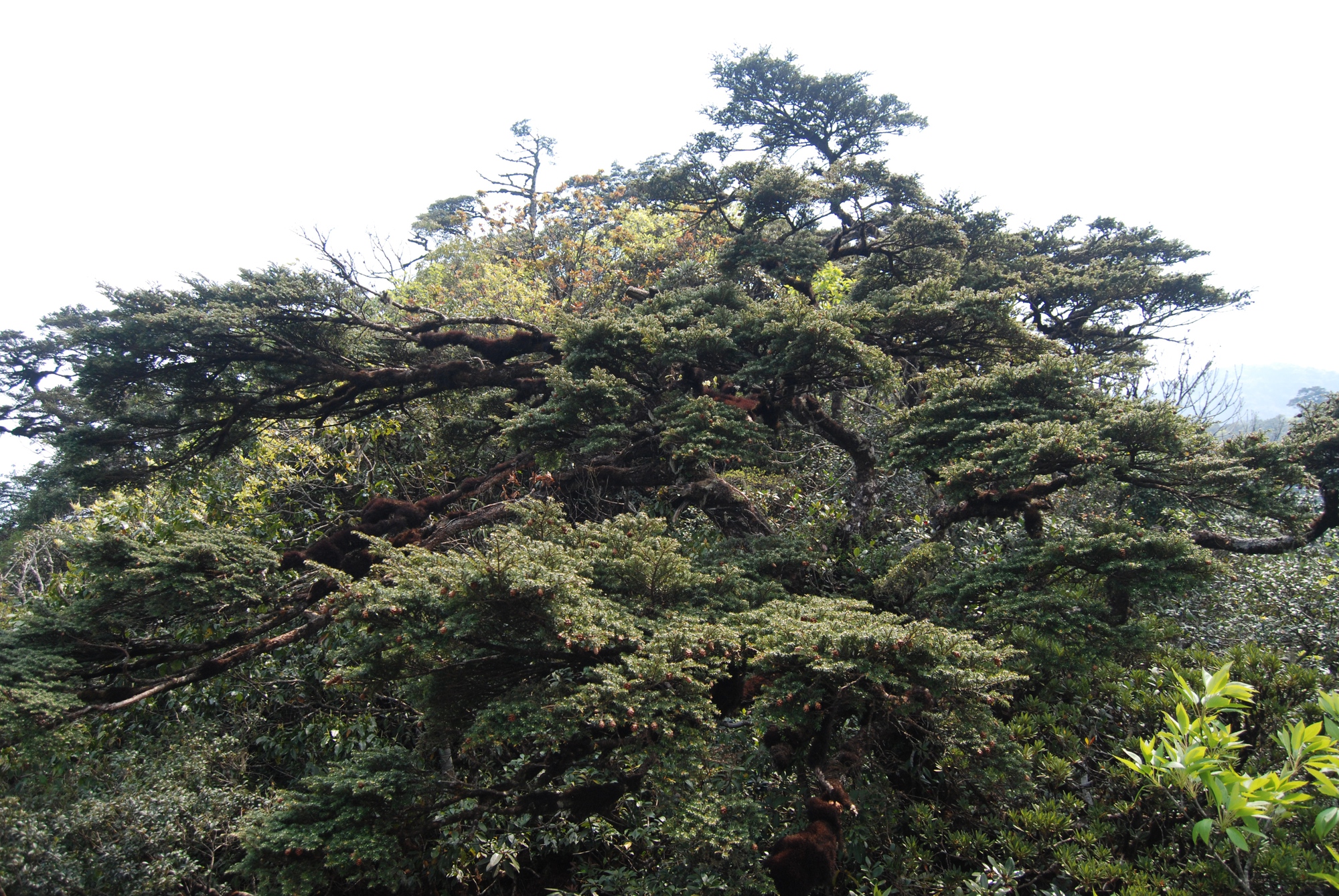 Trên đỉnh Fansipan có một “báu vật” gần 350 tuổi, chỉ Việt Nam có- Ảnh 2. Trên đỉnh Fansipan có một “báu vật” gần 350 tuổi, chỉ Việt Nam có- Ảnh 2.