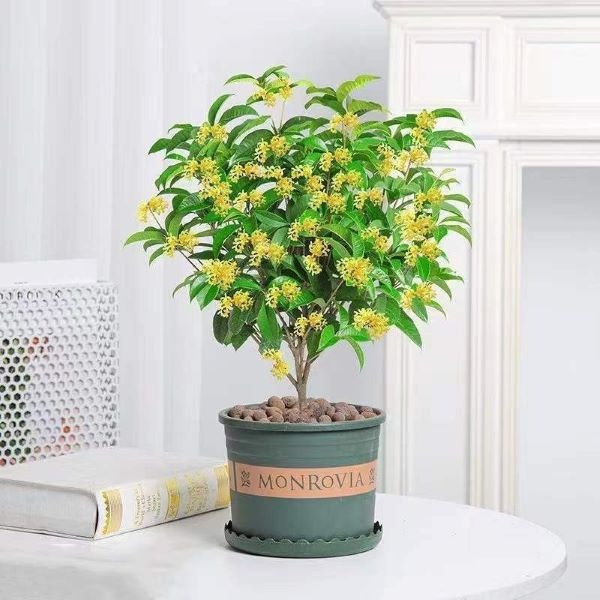 Hiếm có loài cây hợp cả 5 mệnh, được lòng Quý Nhân thế này: Trồng một gốc, tài lộc vượng ba đời!- Ảnh 2. Hiếm có loài cây hợp cả 5 mệnh, được lòng Quý Nhân thế này: Trồng một gốc, tài lộc vượng ba đời!- Ảnh 2.