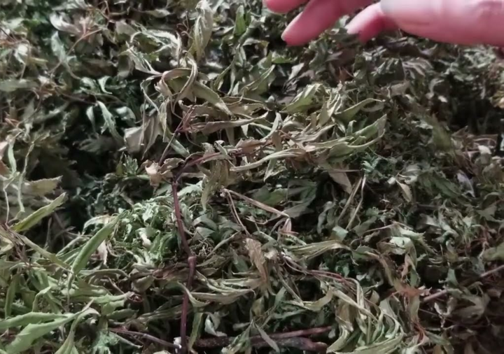 Uống nước đinh lăng nên dùng lá khô hay tươi?- Ảnh 2. Uống nước đinh lăng nên dùng lá khô hay tươi?- Ảnh 2.