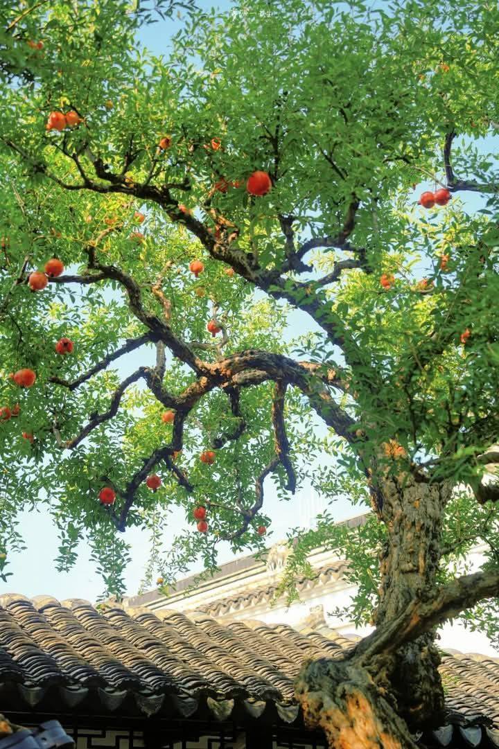 Vì sao nhà giàu Trung Quốc thường trồng 1 cây lựu trước cửa nhà? Ý nghĩa sâu xa đằng sau gây bất ngờ
- Ảnh 3.