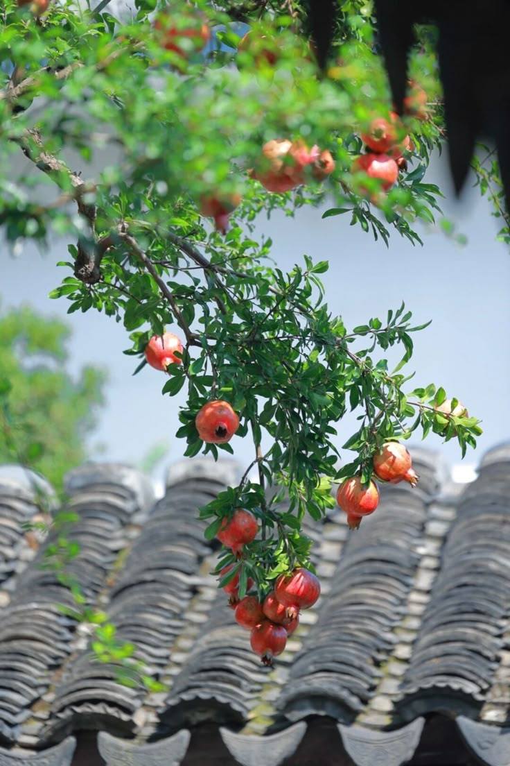 Vì sao nhà giàu Trung Quốc thường trồng 1 cây lựu trước cửa nhà? Ý nghĩa sâu xa đằng sau gây bất ngờ
- Ảnh 2.