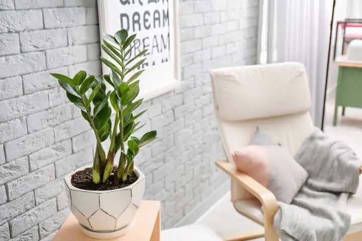 Ngoài 40 Tuổi, Người Tuổi Sửu Càng Nên Trồng Cây Này Trong Nhà - Tốt Cho Sức Khỏe, Hút Tài Lộc- Ảnh 1. Ngoài 40 Tuổi, Người Tuổi Sửu Càng Nên Trồng Cây Này Trong Nhà - Tốt Cho Sức Khỏe, Hút Tài Lộc- Ảnh 1.