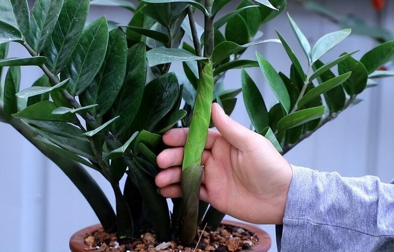 Ngoài 40 Tuổi, Người Tuổi Sửu Càng Nên Trồng Cây Này Trong Nhà - Tốt Cho Sức Khỏe, Hút Tài Lộc- Ảnh 3. Ngoài 40 Tuổi, Người Tuổi Sửu Càng Nên Trồng Cây Này Trong Nhà - Tốt Cho Sức Khỏe, Hút Tài Lộc- Ảnh 3.