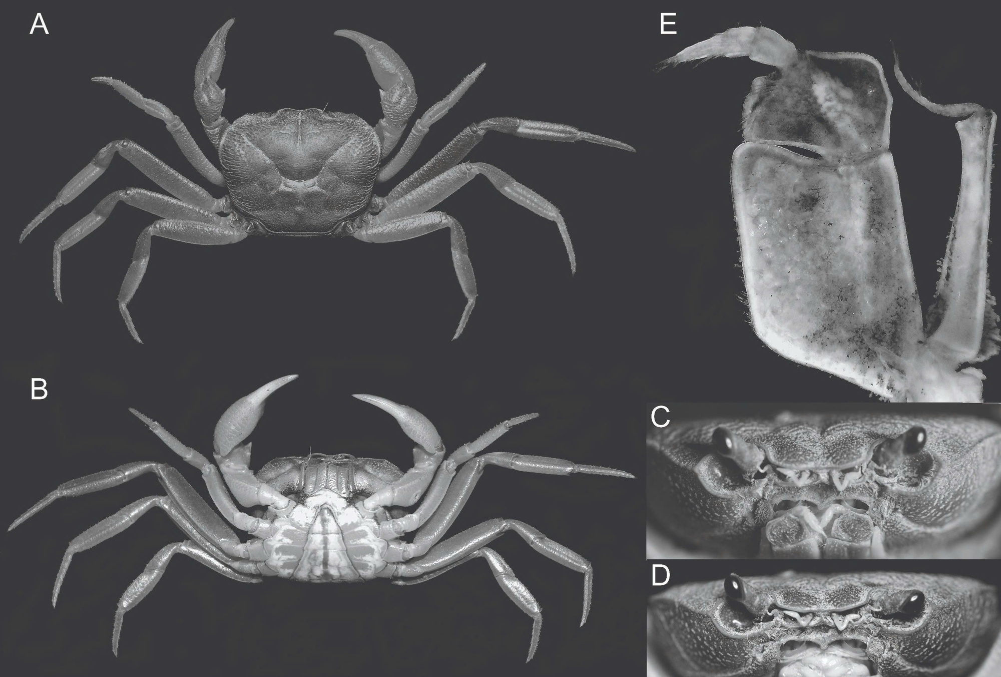 Bí mật dưới khe đá Núi Bà Đen: Lộ diện “kho báu sống” thế giới chưa từng biết đến- Ảnh 1.