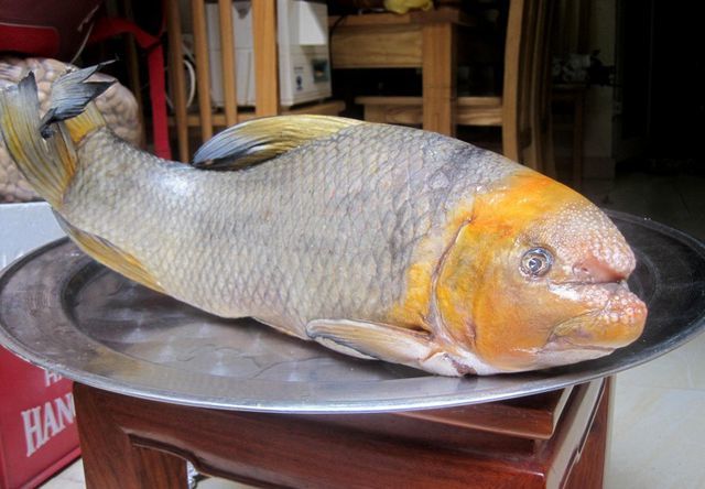 Báu vật sông Lô “quý như vàng”, giá hàng chục triệu đồng/kg vẫn nhiều người “săn đón”, cả thế giới chỉ 2 nước có- Ảnh 2. Báu vật sông Lô “quý như vàng”, giá hàng chục triệu đồng/kg vẫn nhiều người “săn đón”, cả thế giới chỉ 2 nước có- Ảnh 2.