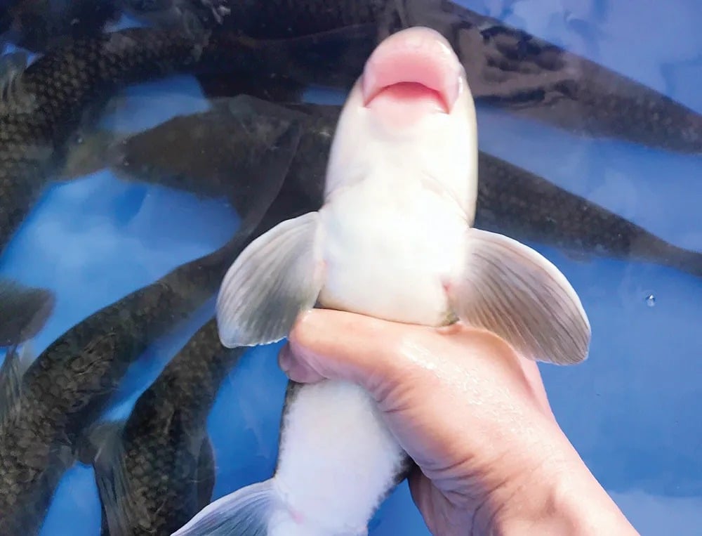 Báu vật sông Lô “quý như vàng”, giá hàng chục triệu đồng/kg vẫn nhiều người “săn đón”, cả thế giới chỉ 2 nước có- Ảnh 3. Báu vật sông Lô “quý như vàng”, giá hàng chục triệu đồng/kg vẫn nhiều người “săn đón”, cả thế giới chỉ 2 nước có- Ảnh 3.