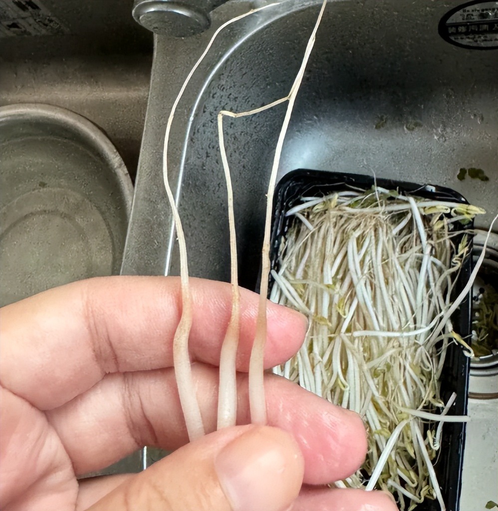 4 loại rau củ dễ bị 4 loại rau củ dễ bị