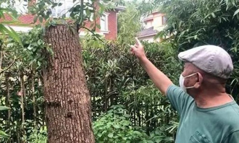 Bị quản lý chung cư khởi kiện vì cắt tỉa cây, yêu cầu bồi thường 534 triệu đồng, người đàn ông tuyên bố: “Cây trong vườn nhà tôi thì tôi có quyền”- Ảnh 1. Bị quản lý chung cư khởi kiện vì cắt tỉa cây, yêu cầu bồi thường 534 triệu đồng, người đàn ông tuyên bố: “Cây trong vườn nhà tôi thì tôi có quyền”- Ảnh 1.